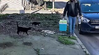 All stray cats will know the food box