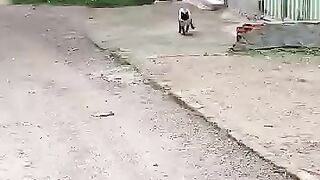 Feeding a very hungry and cute Siamese cat