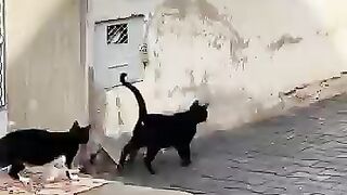 Every stray cat will greet me with a wonderful welcome