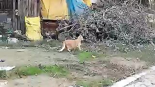 I'll make sure all the stray cats are ready to get a food bowl