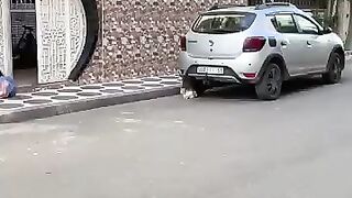 A cute stray cat is waiting for someone to bring her food