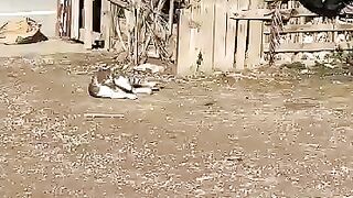 The cute family of stray cats gathered to eat