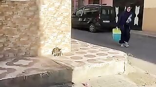 A quiet stray cat is waiting for someone to bring her food