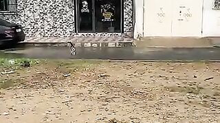 A stray cat waits in the rain until someone comes