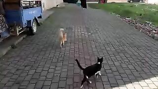 I provided food and water to very nice stray cats.