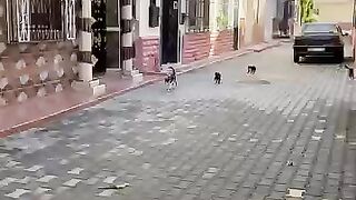 Stray cats run quickly to get their share of food