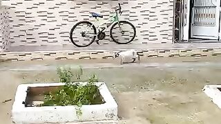 I fed a Siamese cat under the raindrops