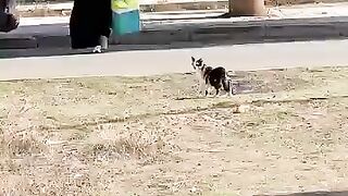 Every cat I encounter will say thank you to me