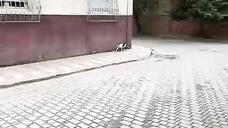 Providing water and food for a stray calico cat