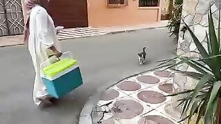 Sweet cats 3