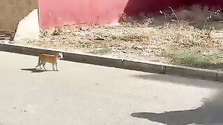 The stray ginger cat is waiting for me for food