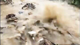 Fish are also drowned in flood????????  #HujanLebat #AirDeras #OutDoorAndAdventure #IkanSungai #FenomenaAlam #GeminiTrend