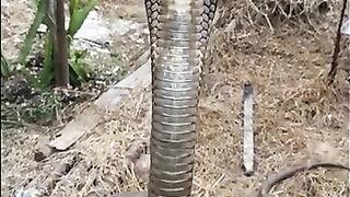 The belt????  #Cobra #Snake #WildLife #AiReels #GeminiTrend