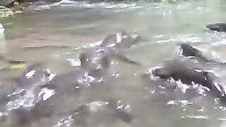 Ambil secukupny saja untuk goreng????  #IkanSungai #WildLife #River #OutDoorAndAdventure #Nature