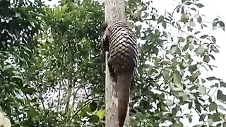 Protection animal , The Grind  #Tenggiling #Pangolin #WildLife #OutDoors #Nature #SuasanaKebun