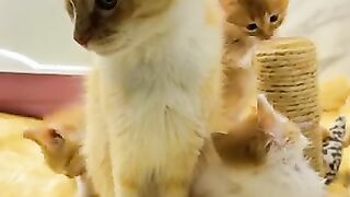 The cutest ginger family