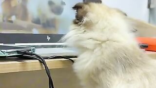 Kitten Queen Watch How She Was Rescued