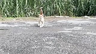 A naughty stray cat beats an old cat and steals his food