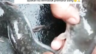 JIKA punya LELE seperti ini jangan DIJUAL MURAH