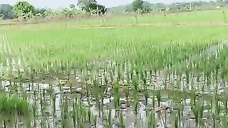 Looking for a fish or eel... Thanks for watching..!! 14