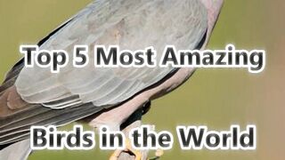 Top 5 Most Amazing Birds in the World ????????