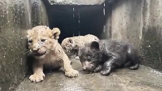 This Family Rescued 3 Crying Cubs..mp4.2026