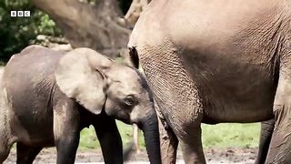 Fight to Save Africa's Elephants.mp4.2026