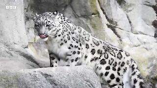 Saving The Elusive Snow Leopard.mp4.2026