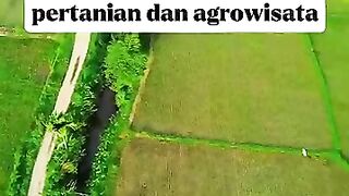 ????Sawah Laban nagari salido pesisir Selatan sumatera barat