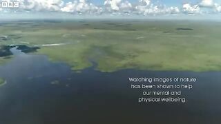 The Soothing Wetlands of Argentina _.mp4.2026