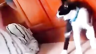 0021_KOT  (╥I_I╥)