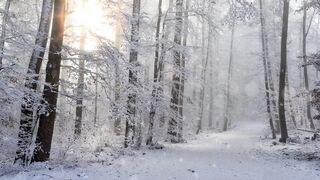 The Shy Snow Woman and the Cursed Ring - id | Trending HD Video 76