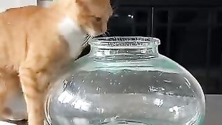 Funny Videos Part 56