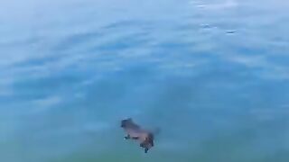 Funny Videos Part 57