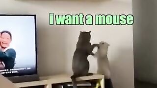 Funny Videos Part 58