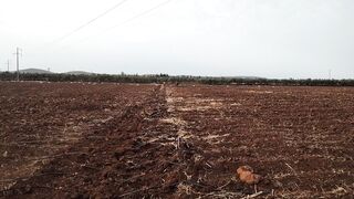 شروق الشمس علي مزارع الذرة