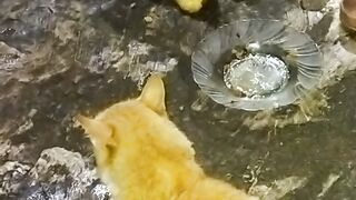 Kucing musangking