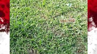 peci pencakar langit