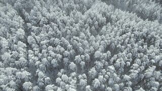 Snow boot - aerial footage of a trees and snow | Trending HD Video