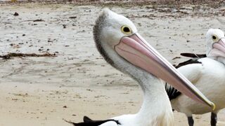 Funny Gift Ideas - pelicans in san remo | Trending HD Video