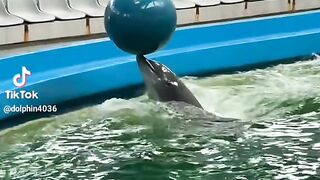 Cute Dolphin