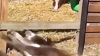 Funny Videos Part 60