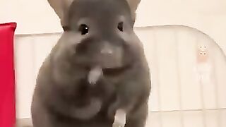 Funny Videos Part 61
