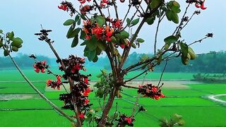 সবুজ মাঠের মাঝে লাল পলাশ- প্রকৃতির নিখুঁত শিল্পকর্ম