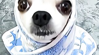 Anjing Yang Lucu