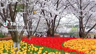 Beautiful scenery flowers