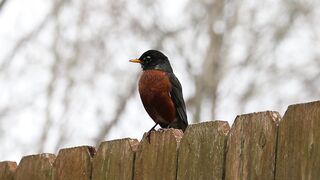 Winter Coat - bird standing on a fence | Trending HD Video