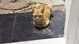 Kucing montong yang sabar menunggu