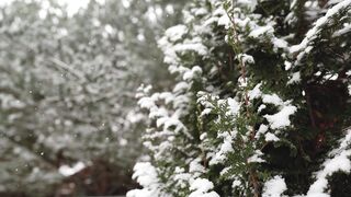 The Shy Snow Woman and the Cursed Ring - close up of fresh snow falling on pine tree | Trending