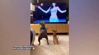 Funny Videos Part 67
